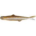 Evergreen Last Ace 45 soft fishing lure shaped like a small fish with gold and silver body, detailed eyes, and sparkly purple and black accents for fishing tackle.