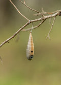 Fish Chase Flies Spiral Spook fishing lure in tan and brown hues with black spot and lifelike eye, hanging from a tree branch against a blurred natural background.