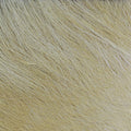 Close-up of soft, creamy beige fur texture of Hareline Arctic Fox Hair, used in fishing tackle for creating natural-looking fishing lures and fly tying materials.