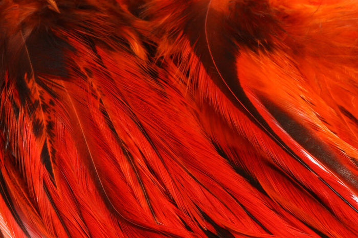 Close-up of vibrant red and black feathers used in the Hareline Badger Saddle Hackle, ideal for fly fishing tackle and lure crafting.
