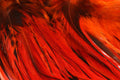 Close-up of vibrant red and black feathers used in the Hareline Badger Saddle Hackle, ideal for fly fishing tackle and lure crafting.