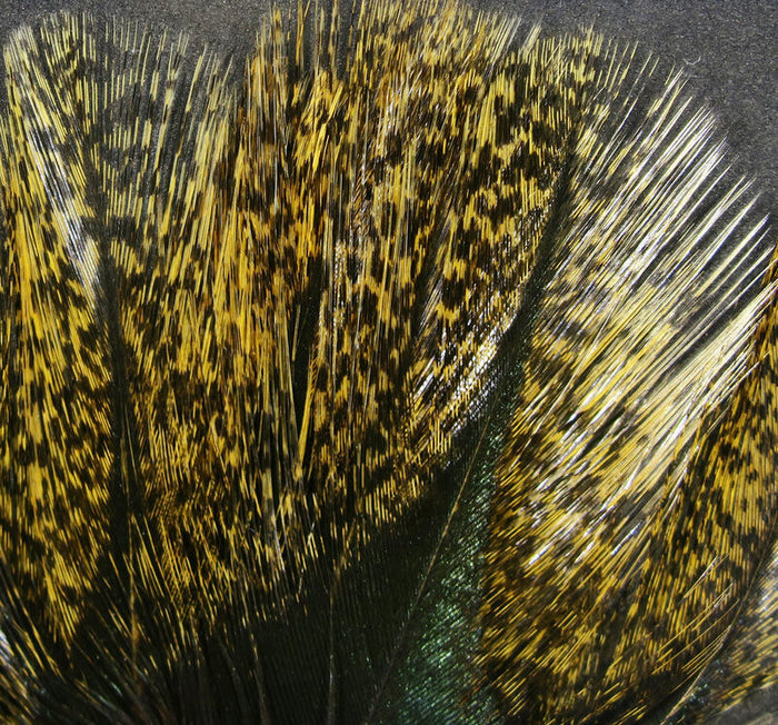 Close-up of mottled yellow and black patterned feathers from Hareline Coq De Leon Feathers, designed for use in fishing tackle and fly fishing gear.