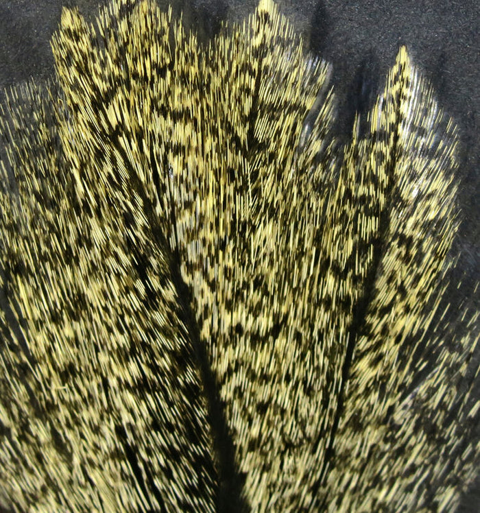 Close-up of mottled yellow and black Hareline Coq De Leon Feathers arranged together, showcasing natural pattern and texture used for fishing tackle and fly tying.