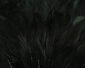 Close-up image of detailed natural black feathers from the Hareline India Hen Back, used in fishing tackle for fly tying and lure making.