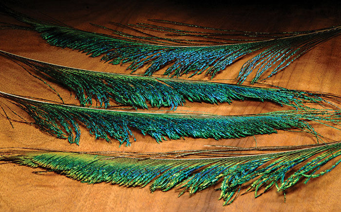 Close-up of several iridescent green and blue Hareline Peacock Sword feathers laid out on a wooden surface, showcasing detailed texture and color variation for fishing tackle use.