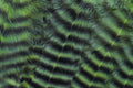 Close-up of textured green and black striped feather pattern with iridescent sheen, illustrating natural detail and color variations in the Metz Predator Pack.