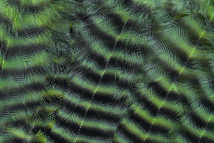 Close-up of textured green and black striped feather pattern with iridescent sheen, illustrating natural detail and color variations in the Metz Predator Pack.