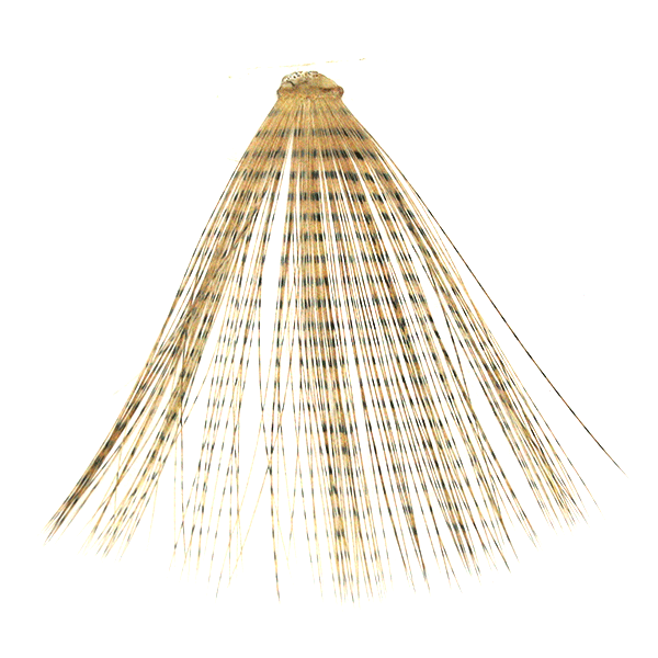 MFC Micro-Barred Fibbetts fishing fly featuring finely barred tan and black fibers arranged in a tapered fan shape, designed for musky and fly fishing tackle.