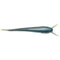 Nishine Lure Works Namazu Stick Worm fishing lure in black and blue flake, designed for use with fishing tackle targeting musky and other freshwater species.