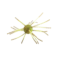 Close-up of a green and brown fishing lure designed to resemble a small aquatic creature with multiple flexible legs, identified as the Strike King Tumbleweed - Salted for fishing tackle use.