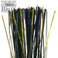 Close-up of Thorne Brothers Pre-Tied Tinsel Skirt-Blended Tinsel featuring shiny black and iridescent green strands designed for fishing lures and tackle enhancement.